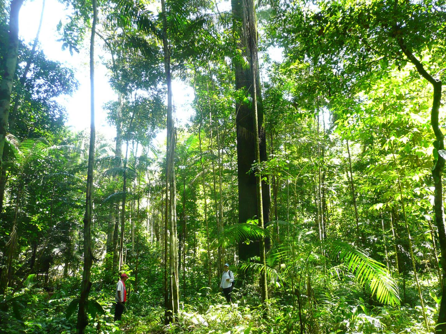 Plant Dominance in the Amazon Is Shaped by Past Civilizations (3 of 15)