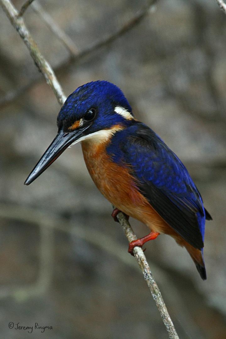 Improving Conservation Outcomes (1 of 2)