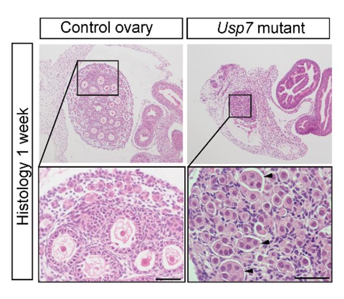 Histology of ovaries from healthy mice vs. mice without Usp7 gene