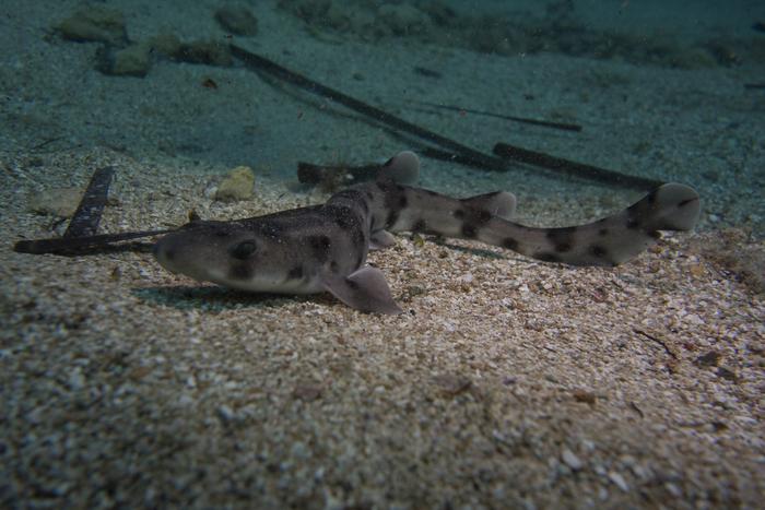 Nursehound shark