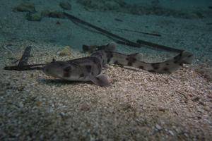 Nursehound shark