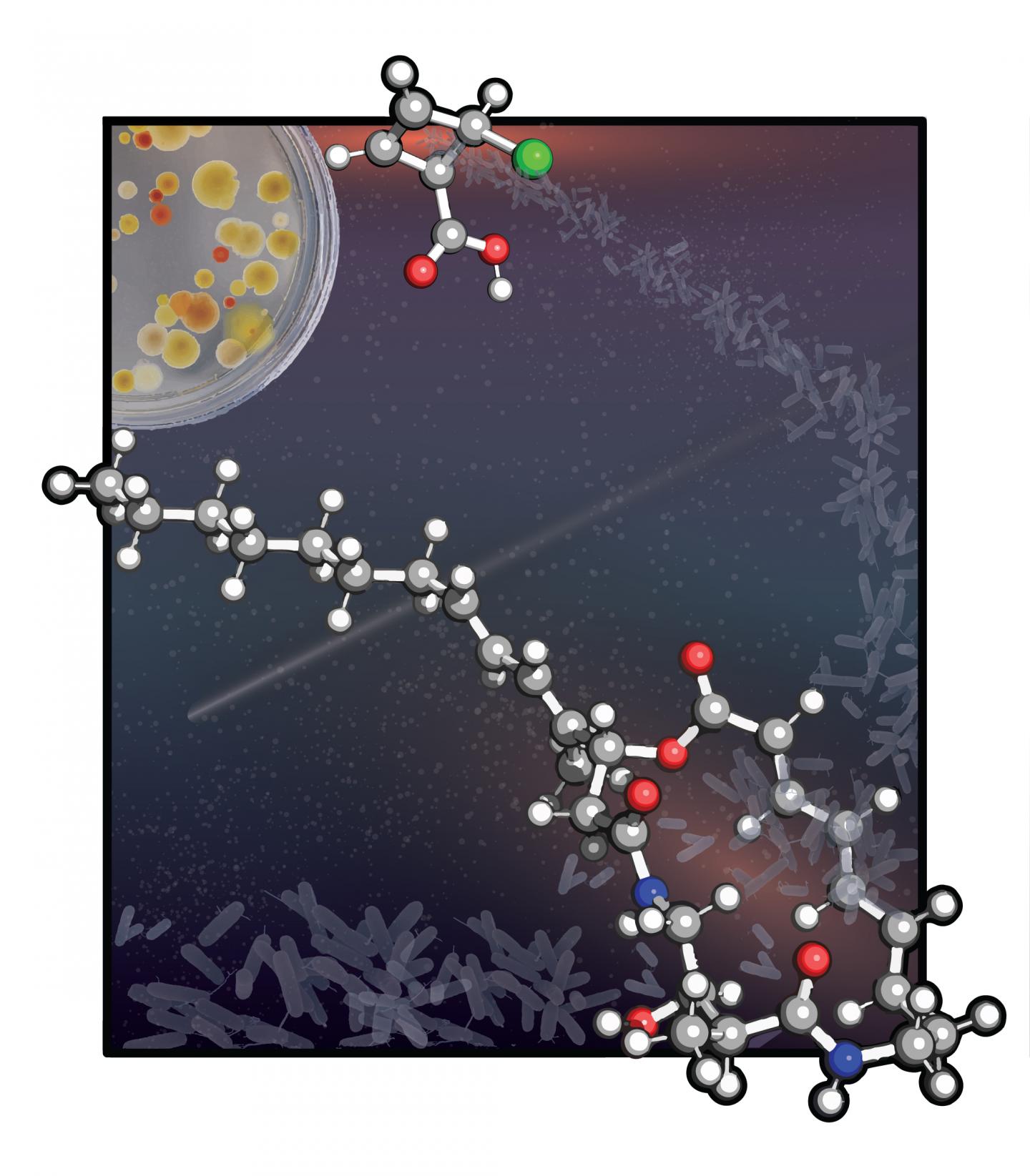 4-Membered Ring Precursor