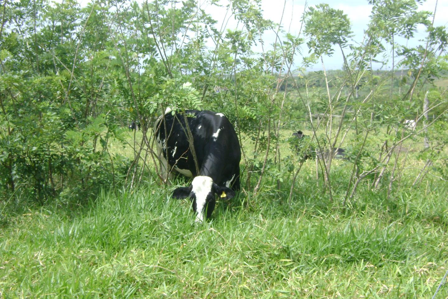 Cow in Silvopasture