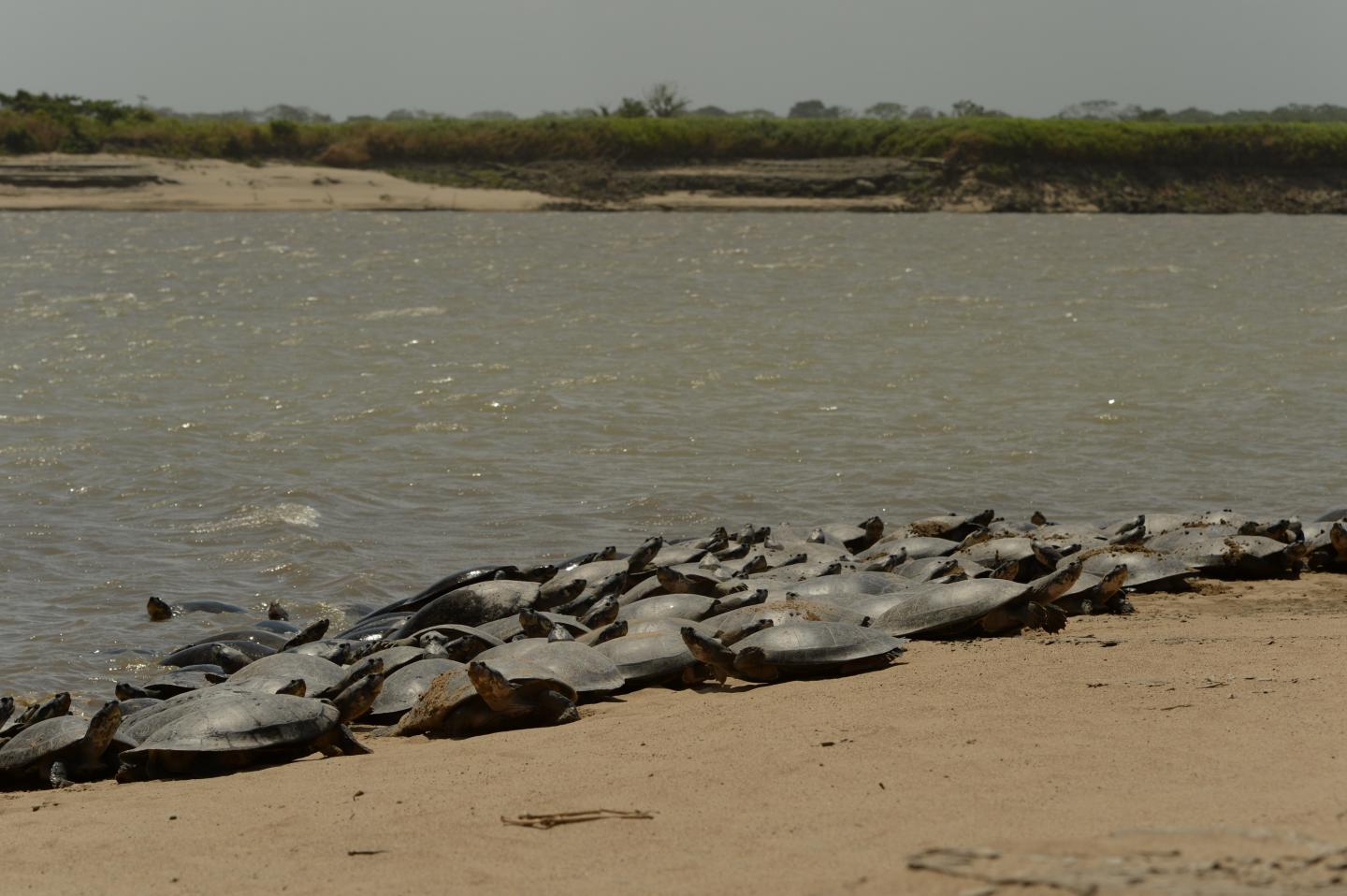 Giant South American River Turtles