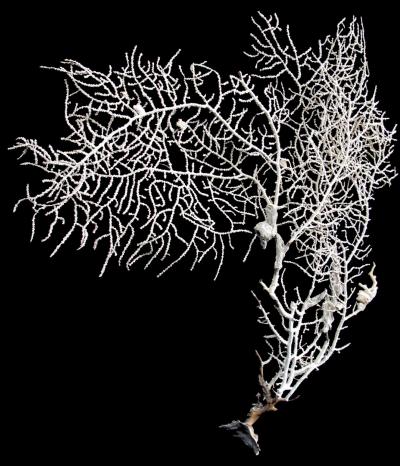 <i>Eugorgia beebei</i>