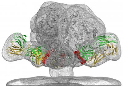 Model of VRC34.01 Antibody Bound to Fusion Peptide on HIV Surface