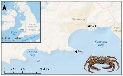 Map Showing the Sites in Swansea Bay Where Crabs Were Sampled