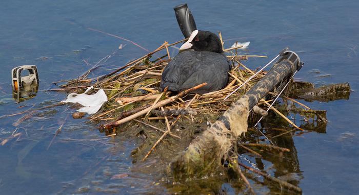 Coot nesting on a bicycle