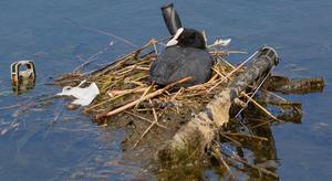 Coot nesting on a bicycle