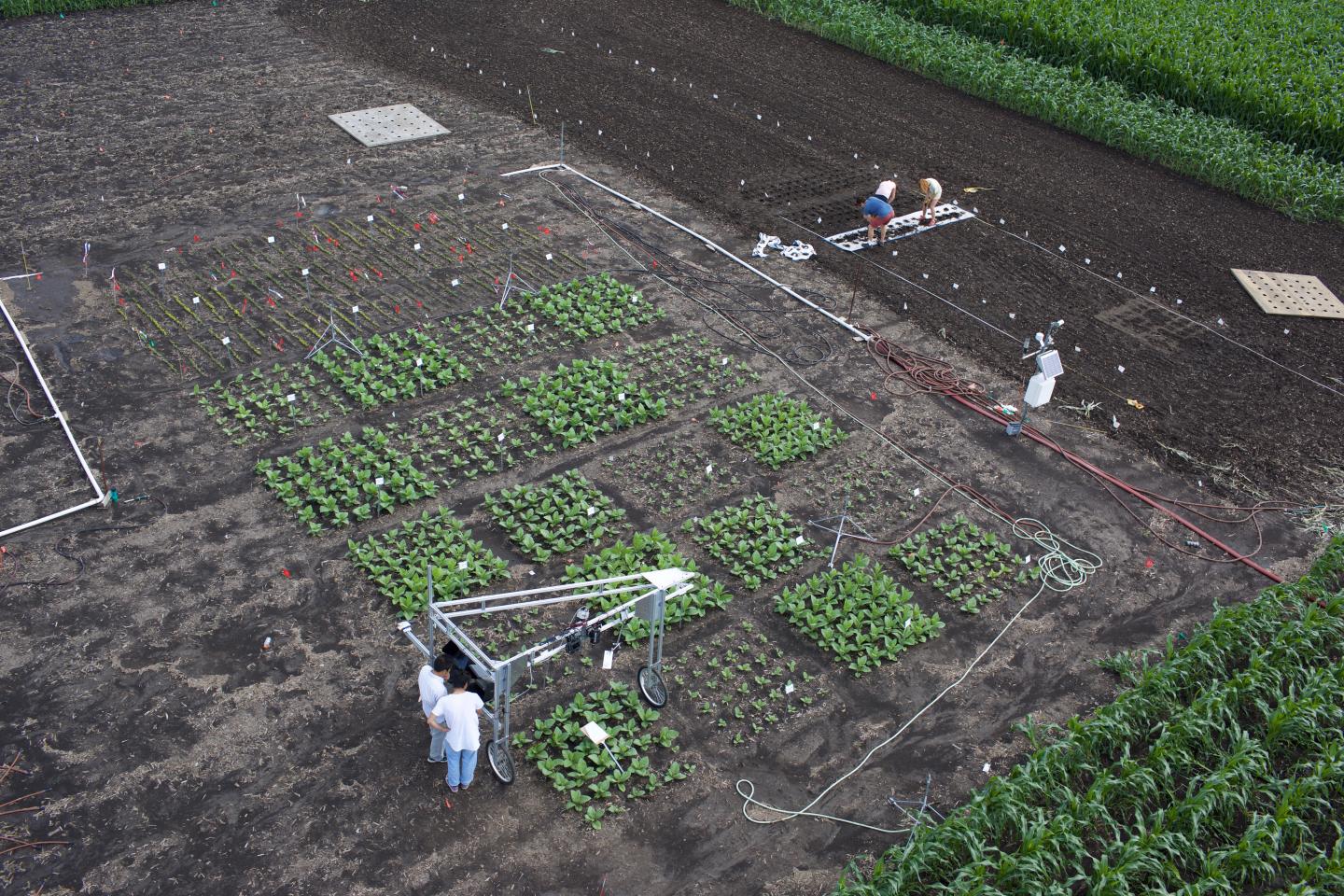 field-trials-image-eurekalert-science-news-releases