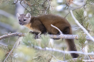 Carnivore Gut Microbes Offer Insight Into Health of Wild Ecosystems