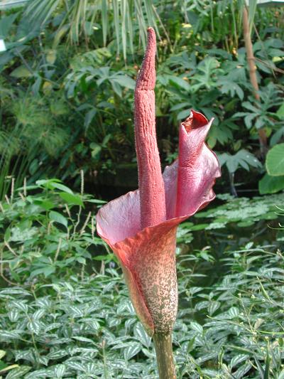 <I>Amorphophallus konjac</I>