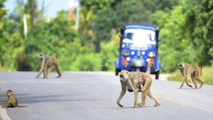 Baboons crossing a road in Kenya