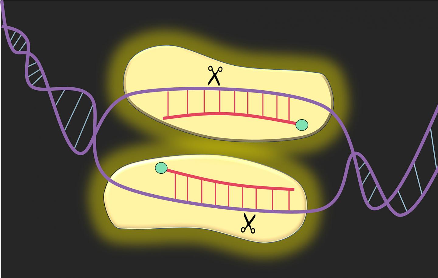 Purdue University Gene Editing