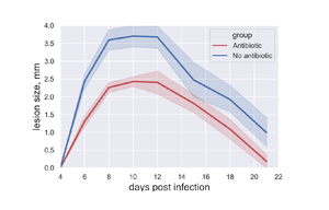 A graph comparing the size of lesion caused by the virus infection in the presence (lower line) or absence (upper line) of antibiotic treatment.