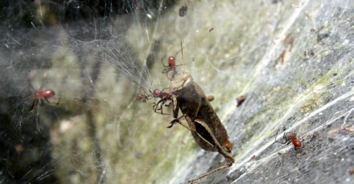 South America Spider Species <i>Anelosimus eximius</i>