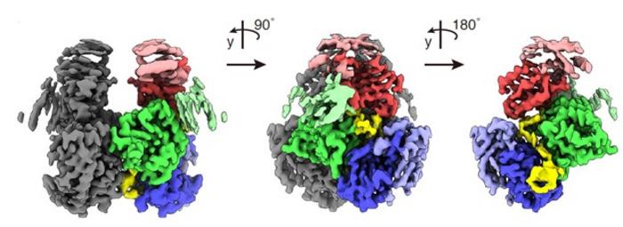 Cryo-EM Reconstruction of RNA-Mediated Stabilization of APOBEC3G-Vif Complex