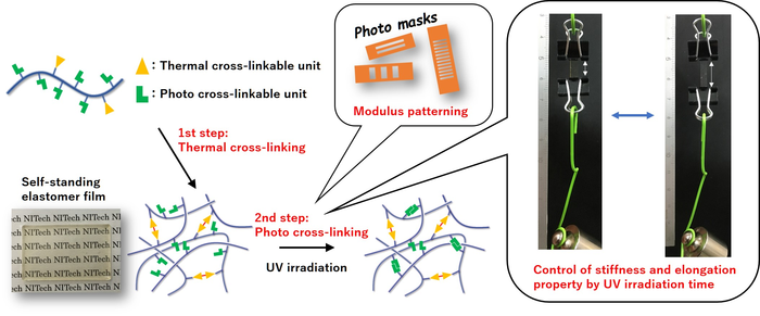 Figure 1: Dual-Thermal and Photo-crosslinking of polymer chains for synthesis of versatile elastomer