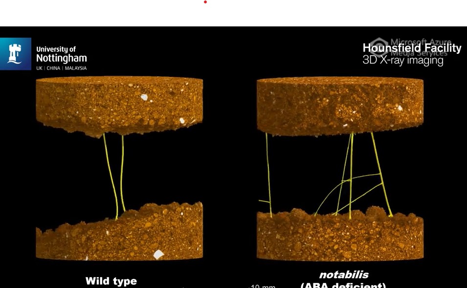 CT image of plant roots