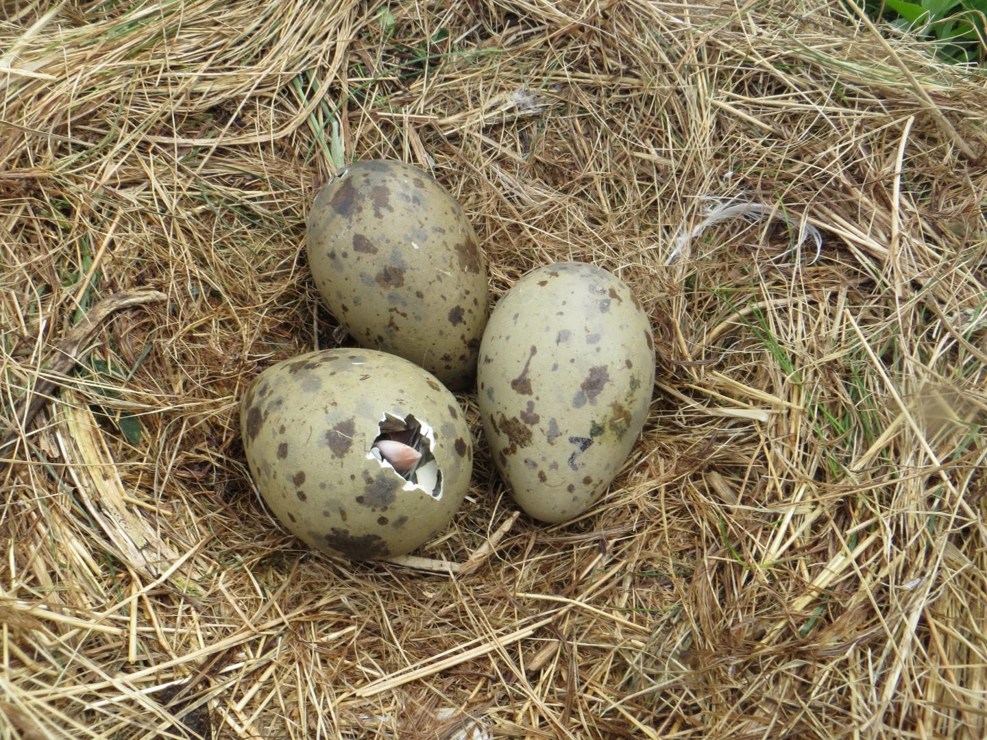 Flight Ability of Birds Affects the Shape of Their Eggs