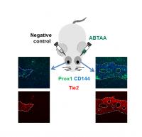 The Ang2-binding and Tie2-activating Antibody (ABTAA) Eejuvenates the Eye of Aged Mice and Rescues T
