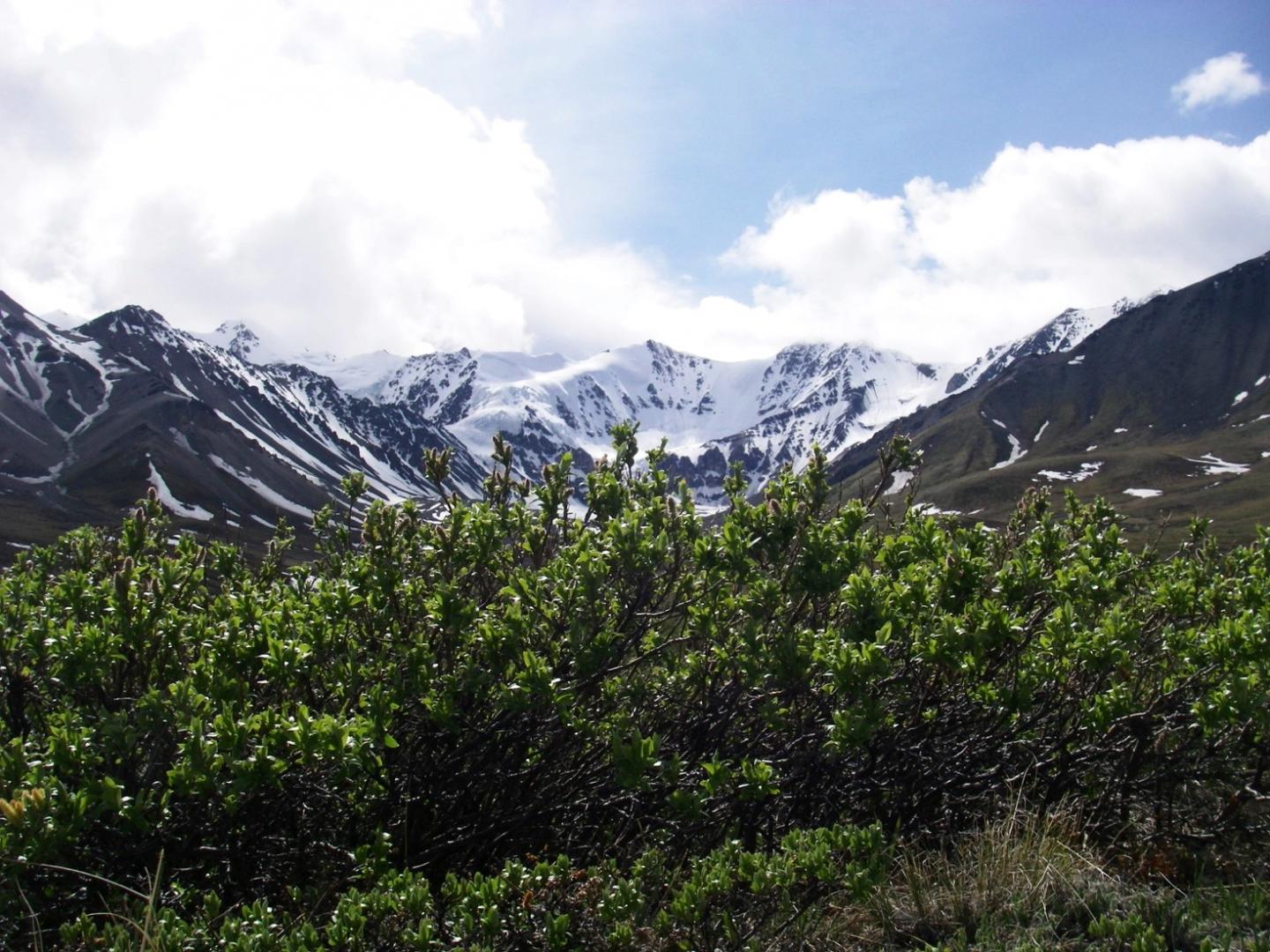 Willow Shrubs in Yukon Territory, Canada