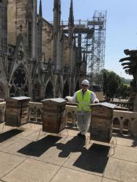 Notre Dame bee hives