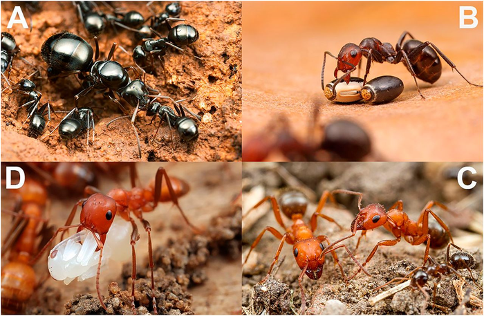 Ant social parasitism