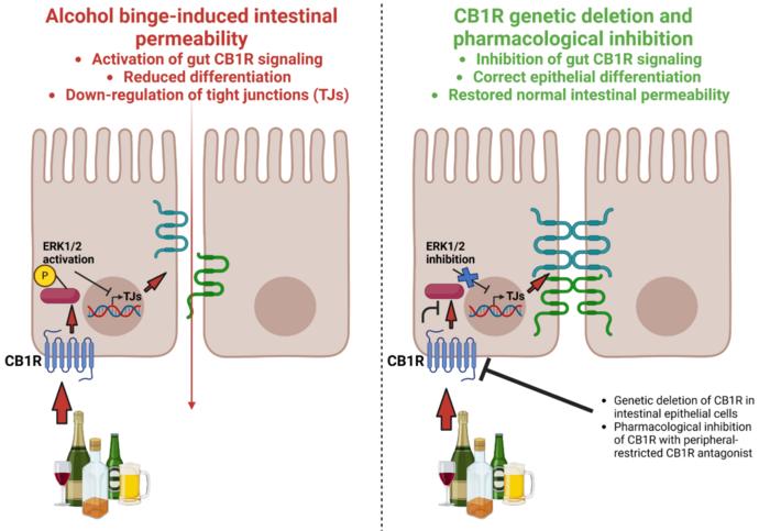 A schematic of the role of intestinal CB1R in alcohol-induced leaky gut.