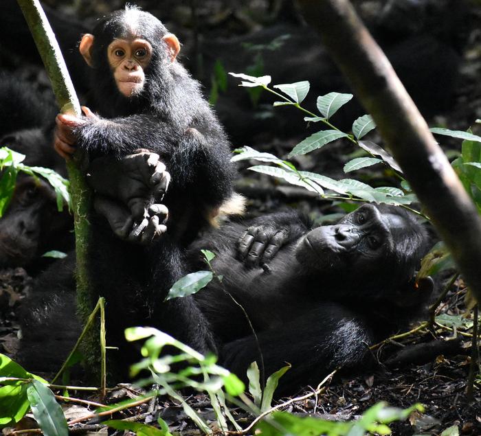 Kanywara chimpanzees playing