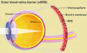 Eye with outer-blood retina barrier