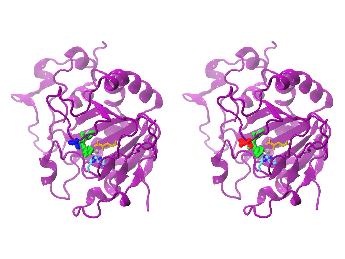 Comparison of AsqJ Variants