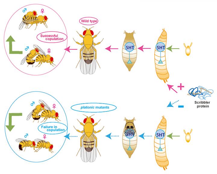 Why 'Platonic' Flies Don't Copulate and What That Could Mean for Humans