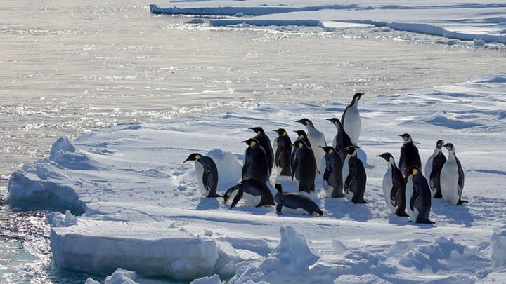 Group of Emperor Penguins on Ice
