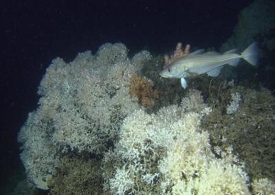 Healthy Cold-Water Coral