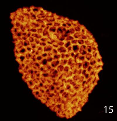 Image of Pollen (1 of 2)
