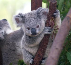 Koalas, geographic divides and evolutionary divergence