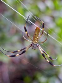 Golden Orb Web Spider