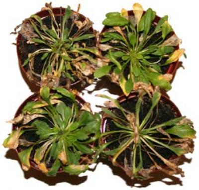 Plant Experiment (2 of 2)