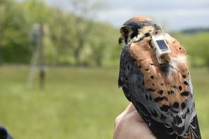 An adult male American Kestrel, Nick, just after GPS logger attachment