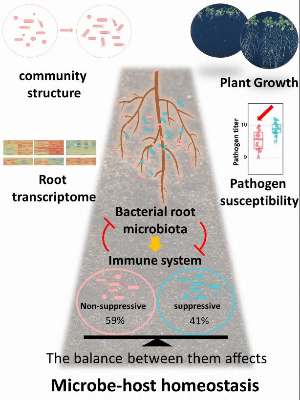 Fig. 1. Coordination of microbe-host homeostasis by crosstalk with plant innate immunity.