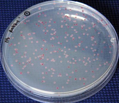 Bacterial Colonies