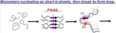 Monomers Nucleating as Short B-sheets, then Break to Form Loop