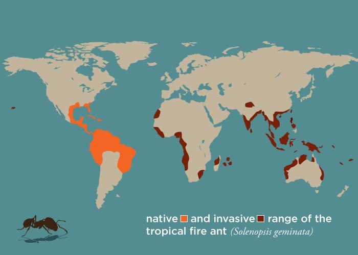 Tropical Fire Ant Distribution