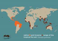 Tropical Fire Ant Distribution