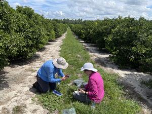 Lebbeck Mealybug Research