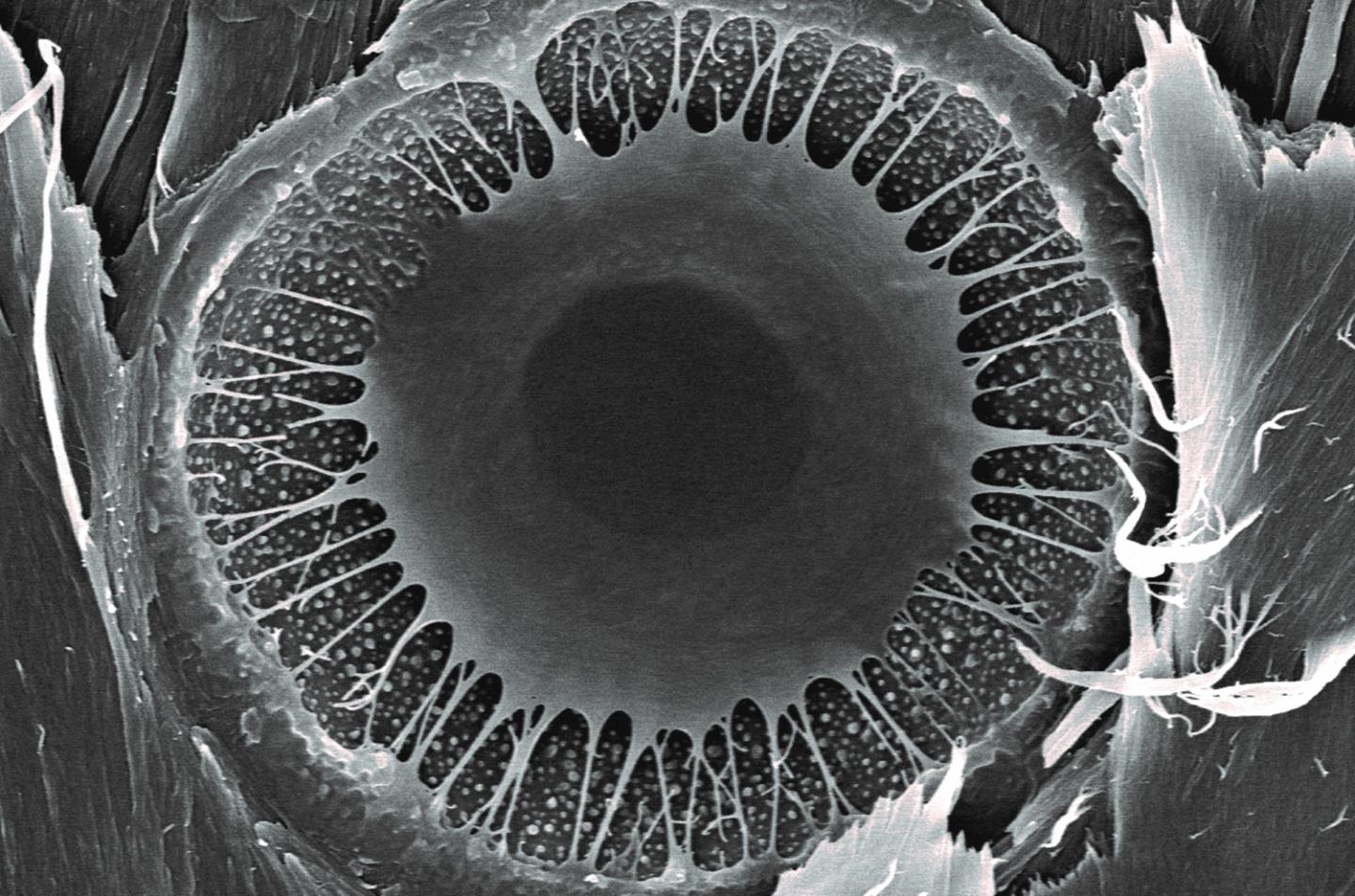 Ponderosa Cellular Structure