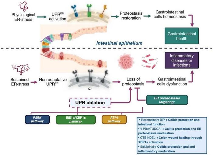 Integration of unfolded protein response (UPR) to gastrointestinal disease and endoplasmic reticulum (ER) proteostasis targeting.