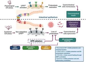 Integration of unfolded protein response (UPR) to gastrointestinal disease and endoplasmic reticulum (ER) proteostasis targeting.