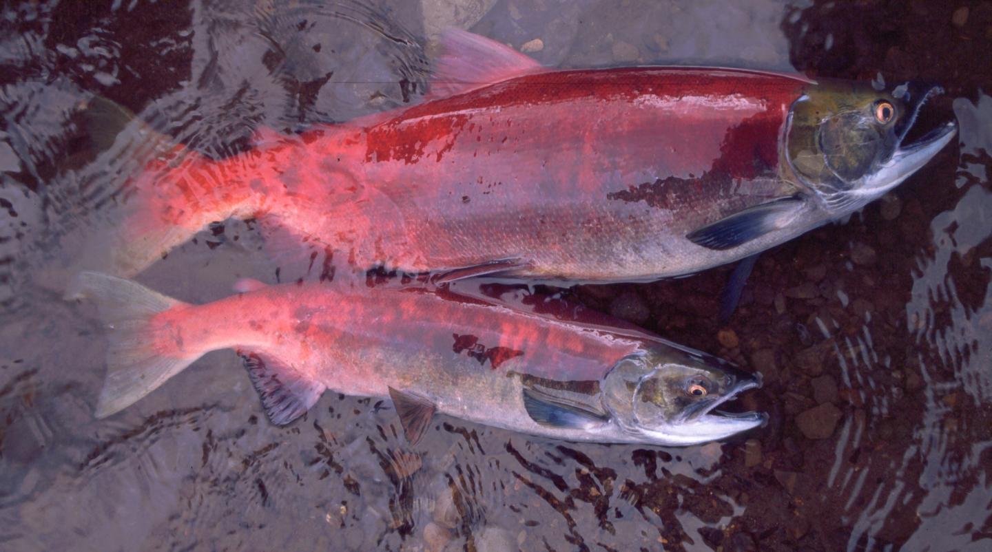 Sockeye Salmon